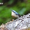 A085_3栗臀鳾Sitta nagaensis Chestnut vented Nuthatch.JPG