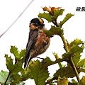 A096_1黑頭長尾山雀Aegithalos iouschistos Rufous fronted Tit.JPG