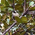 A096_2黑頭長尾山雀Aegithalos iouschistos Rufous fronted Tit.JPG