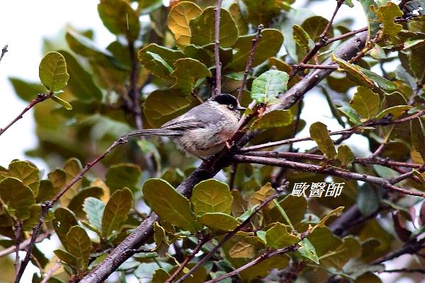 A096_3黑頭長尾山雀Aegithalos iouschistos Rufous fronted Tit.JPG