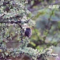 A106_1花彩雀鶯Leptopoecile sophiae White browed Tit Warbler.JPG