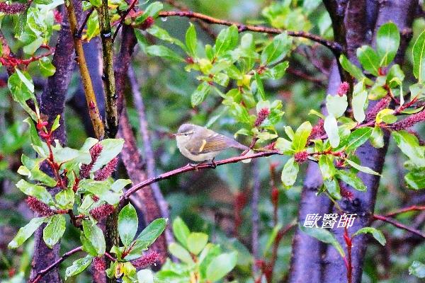 A109_1橙斑翅柳鶯Phylloscopus pulcher Buff barred Warbler.JPG