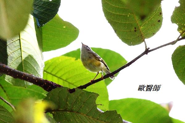 A109_2橙斑翅柳鶯Phylloscopus pulcher Buff barred Warbler.JPG