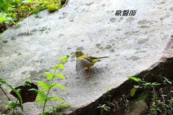 A118_3葦氏鶲鶯Seicercus whistleri Whistlers Warbler.JPG