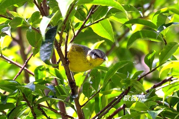 A121_1灰頭鶲鶯Phylloscopus xanthoschistos Grey hooded Warbler.JPG