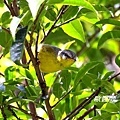 A121_1灰頭鶲鶯Phylloscopus xanthoschistos Grey hooded Warbler.JPG