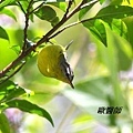 A121_2灰頭鶲鶯Phylloscopus xanthoschistos Grey hooded Warbler.JPG