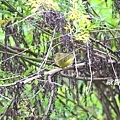 A123灰臉鶲鶯Seicercus poliogenys Grey cheeked Warbler.JPG