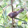 A126_1細紋噪鶥Garrulax lineatus Streaked Laughingthrush.JPG