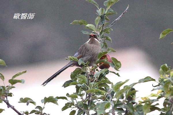 A128_1灰腹噪鶥Garrulax henrici Brown cheeked Laughingthrush.JPG