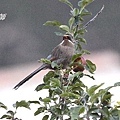 A128_1灰腹噪鶥Garrulax henrici Brown cheeked Laughingthrush.JPG