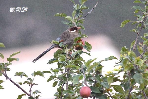 A128_2灰腹噪鶥Garrulax henrici Brown cheeked Laughingthrush.JPG