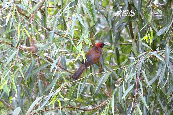 A130_2紅頭噪鶥Garrulax erythrocephalus Chestnut crowned Laughingthrush.JPG