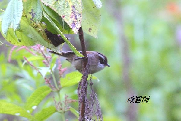 A140_1白眉雀鶥Alcippe vinipectus White browed Fulvetta.JPG