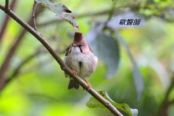 A144_2黃頸鳳鶥Yuhina flavicollis Whiskered Yuhina.JPG