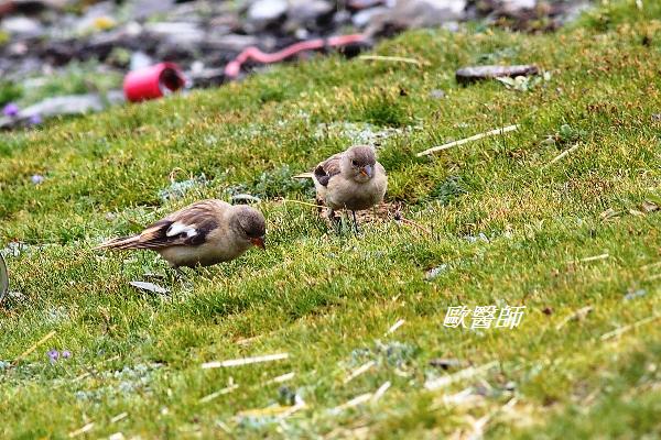 A157_1褐翅雪雀Montifringilla adamsi Tibetan Snowfinch.JPG