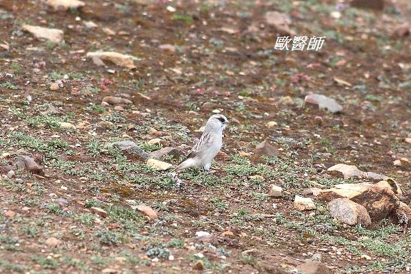 A158_2白腰雪雀Onychostruthus taczanowskii White rumped Snowfinch.JPG