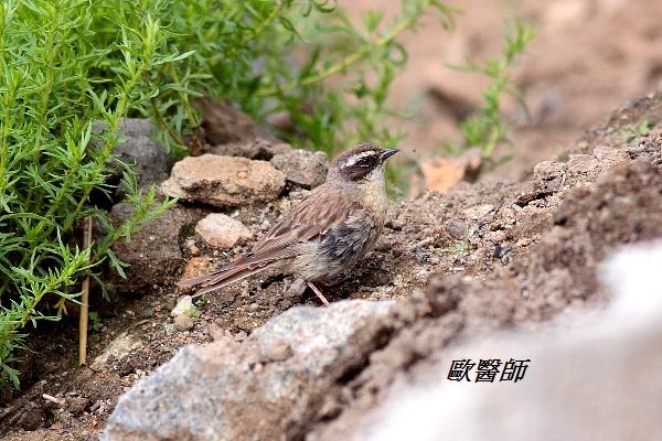 A165_3褐岩鷚Prunella fulvescens Brown Accentor.JPG