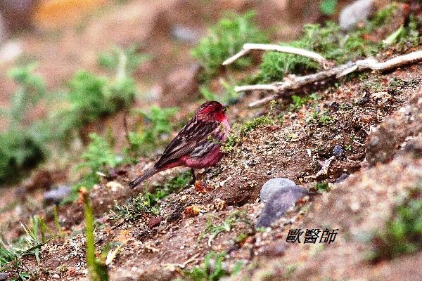 A171_1曙紅朱雀Carpodacus eos Stresemanns Rosefinch.JPG