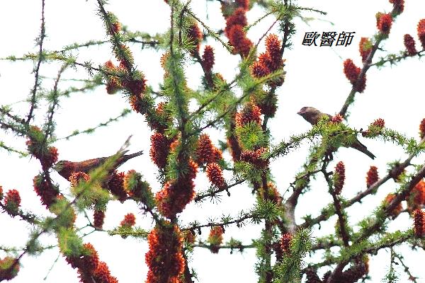 A178紅交嘴雀Loxia curvirostra Red  rossbill.JPG