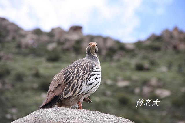 T001_2藏雪雞Tibetan Snowcock Tetraogallus tibetanus.jpg