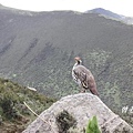 T001_3藏雪雞Tibetan Snowcock Tetraogallus tibetanus.jpg