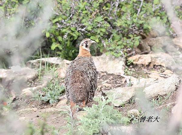T003_1高原山鶉Tibetan Partridge Perdix hodgsoniae.jpg
