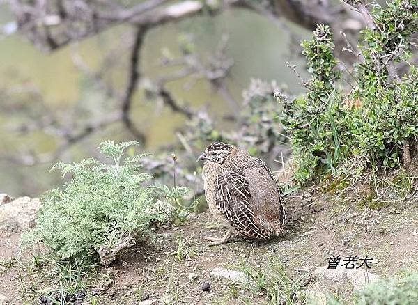 T003_2高原山鶉Tibetan Partridge Perdix hodgsoniae.jpg