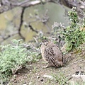 T003_2高原山鶉Tibetan Partridge Perdix hodgsoniae.jpg