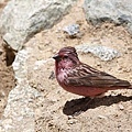 T171曙紅朱雀Pink-rumped Rosefinch Carpodacus eos.jpg