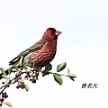 T175_2擬大朱雀Streaked Rosefinch Carpodacus rubicilloides.jpg