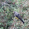 T181白斑翅擬蠟嘴雀White-winged Grosbeak Mycerobas carnipes.jpg