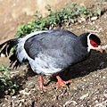 T005_1藏馬雞Tibetan Eared Pheasant Crossoptilon harmani.jpg