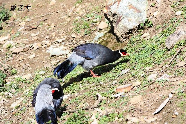 T005_2藏馬雞Tibetan Eared Pheasant Crossoptilon harmani.jpg