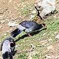 T005_2藏馬雞Tibetan Eared Pheasant Crossoptilon harmani.jpg