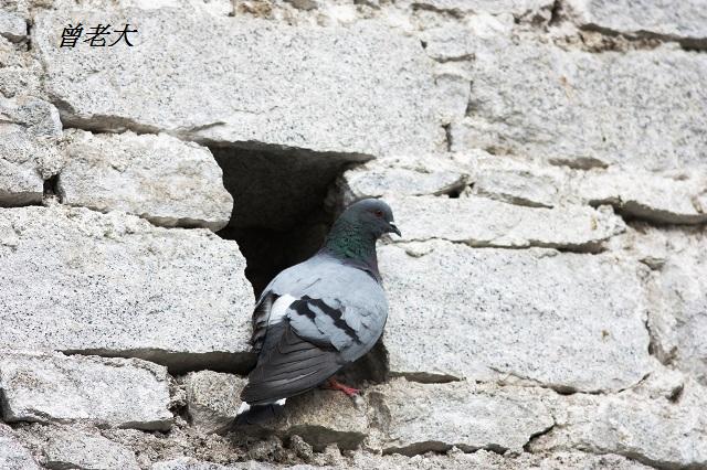 T018岩鴿Hill Pigeon Columba rupestris.jpg