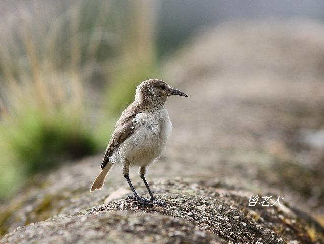 T047褐背擬地鴉Humes Ground Jay Pseudopodoces humilis.jpg