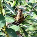 T126細紋噪鶥Streaked Laughingthrush Garrulax lineatus.jpg