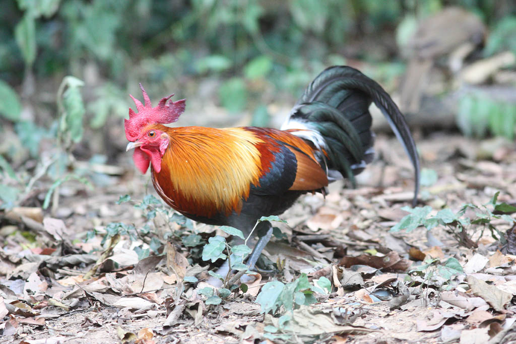 00301紅原雞Red Junglefowl Gallus gallus1.jpg