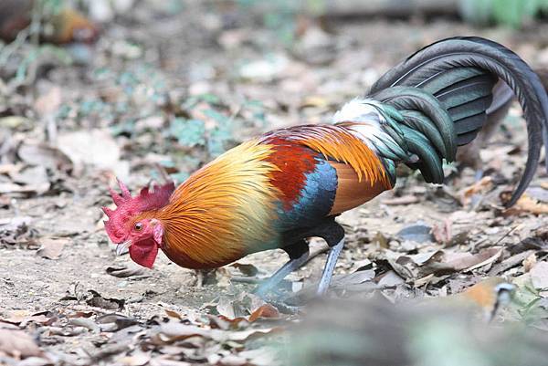 00301紅原雞Red Junglefowl Gallus gallus2.jpg