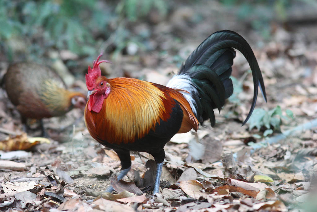 00301紅原雞Red Junglefowl Gallus gallus3.jpg