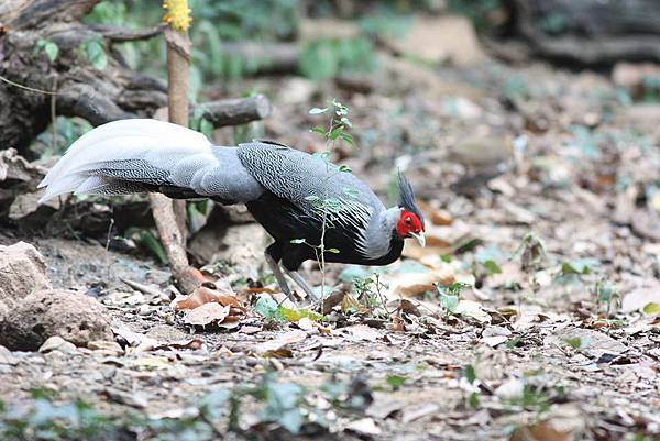 00302黑鷳Kalij Pheasant Lophura leucomelanos lineata1.jpg