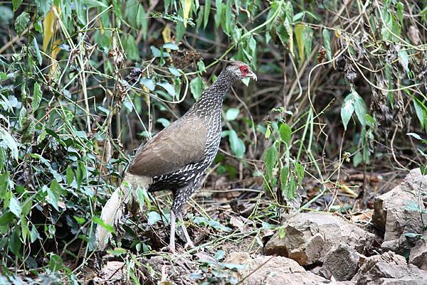 00302黑鷳Kalij Pheasant Lophura leucomelanos lineata2.jpg