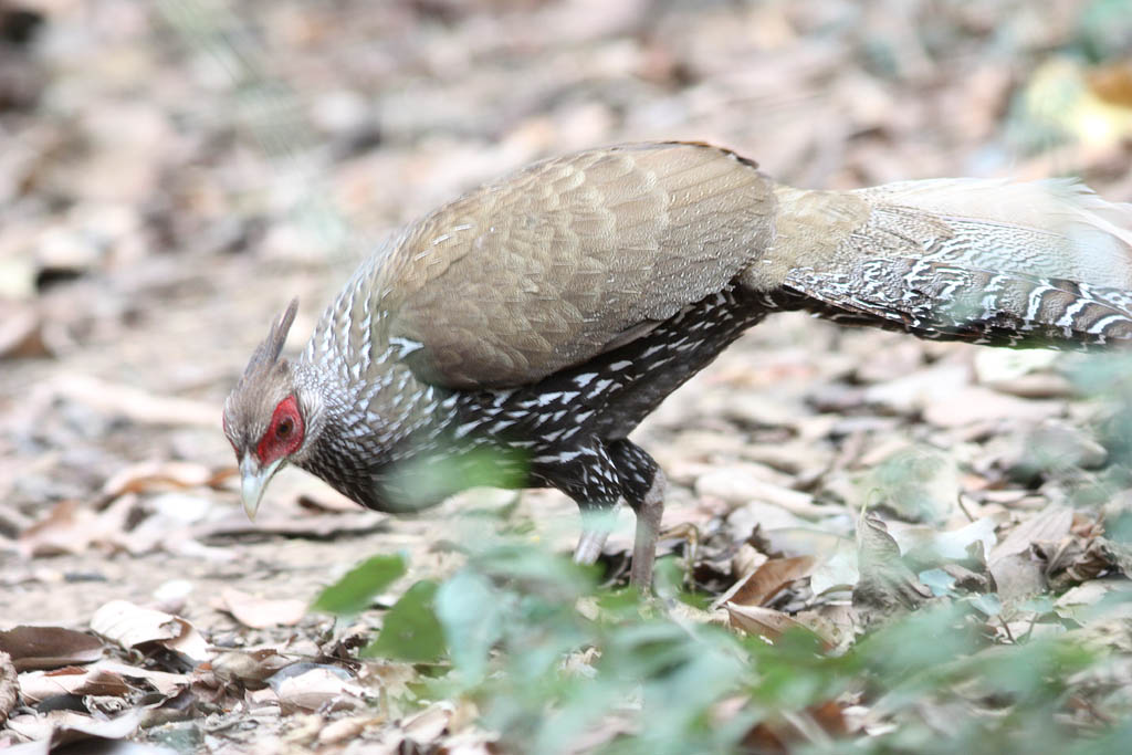 00302黑鷳Kalij Pheasant Lophura leucomelanos lineata5.jpg