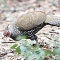 00302黑鷳Kalij Pheasant Lophura leucomelanos lineata5.jpg