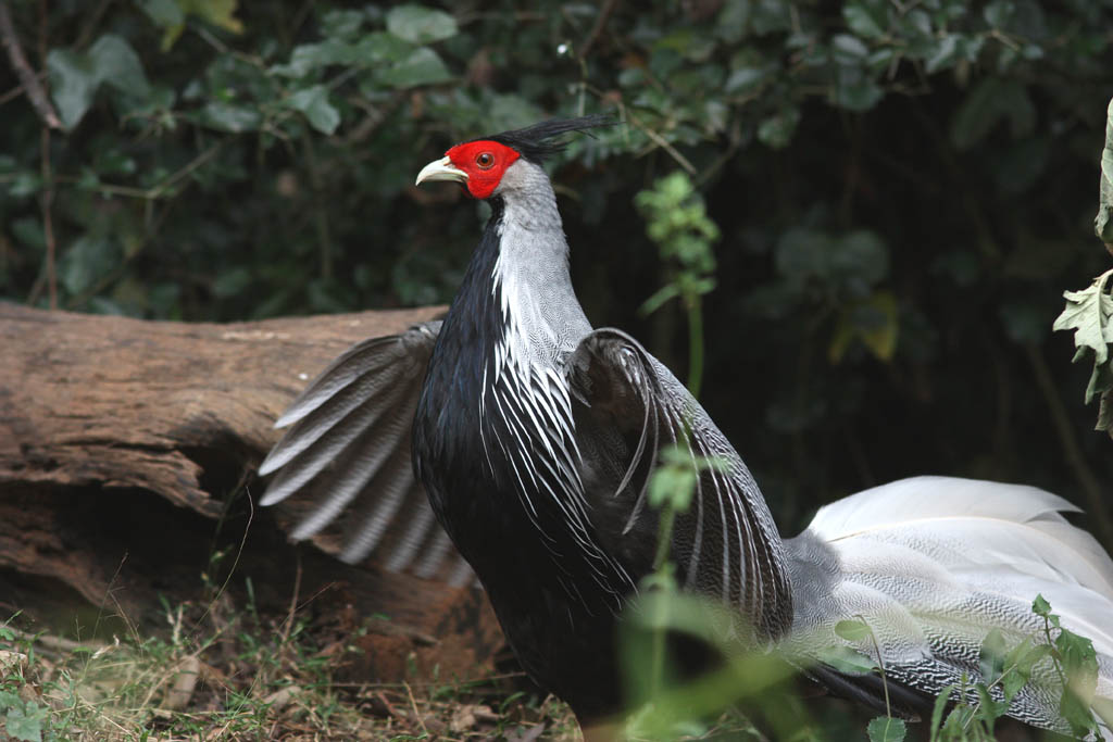 00302黑鷳Kalij Pheasant Lophura leucomelanos lineata6.jpg