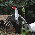 00302黑鷳Kalij Pheasant Lophura leucomelanos lineata6.jpg