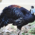 00307鳳冠火背鷳Crested Fireback Lophura ignita.jpg