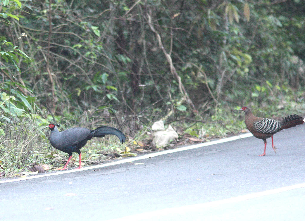 00308戴氏火背鷳Siamese Fireback Lophura diardi2.jpg