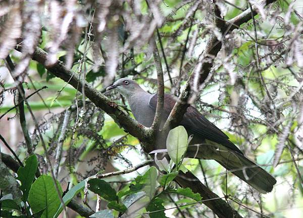 04509山皇鳩Mountain Imperial Pigeon Ducula badia.jpg